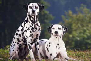 Dalmatian