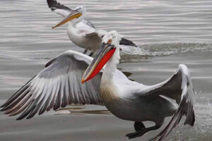 Dalmatian Pelican