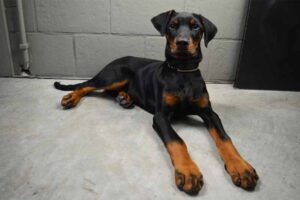 doberman-pinscher