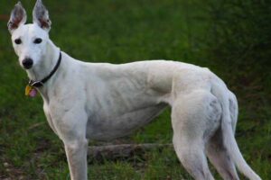 Greyhound (45 m/h, The Fastest Dog Breeds)