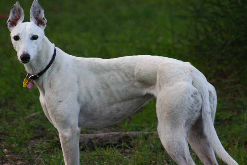 10 Fastest Dog Breeds in the World Depth World