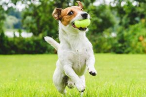 jack-russell-terrier