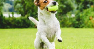 jack-russell-terrier