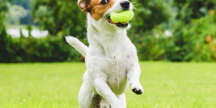 jack-russell-terrier