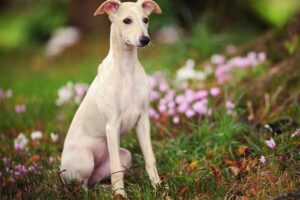 Whippet