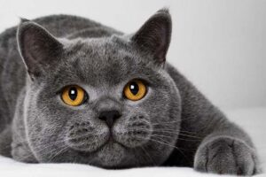 british-shorthair