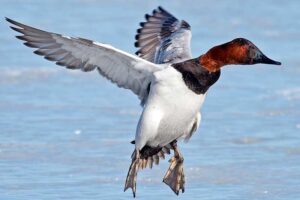 canvasback-bird