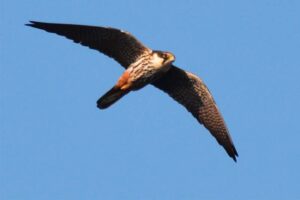 eurasian-hobby-bird