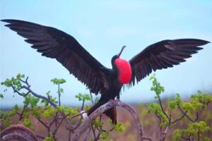 frigate-bird