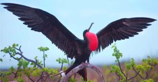 frigate-bird