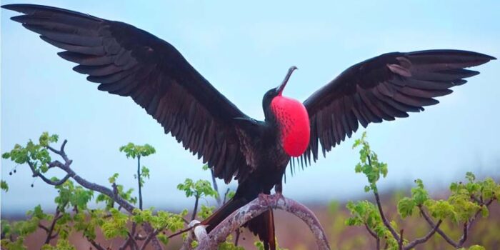 frigate-bird