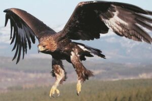 golden-eagle-bird