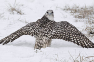 gyrfalcon-bird