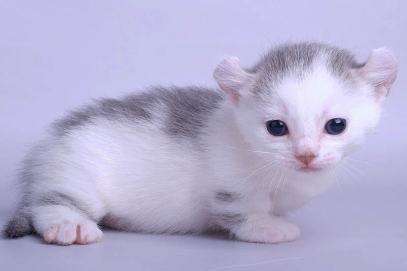 Top 10 Smallest Cat Breeds In the World Depth World