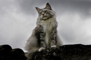 maine-coon