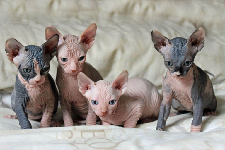 Top 10 Smallest Cat Breeds In the World Depth World