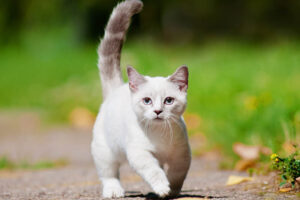 munchkin-cat