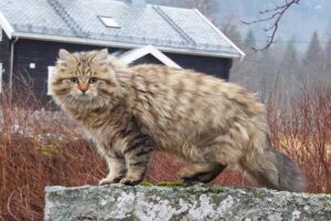 norwegian-forest-cat