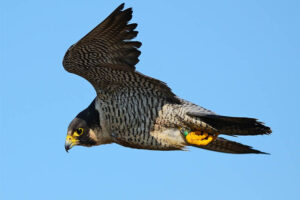 Peregrine Falcon (242 mph) Fastest Birds