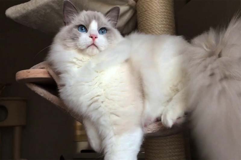 Top 10 Largest Cat Breeds in the World Depth World