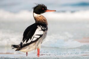 red-breasted-merganser