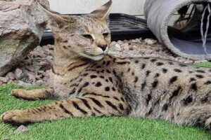 savannah-cat