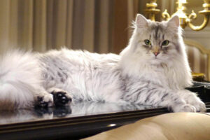 siberian-cat