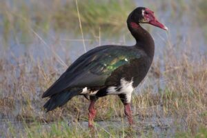 spur-winged-goose