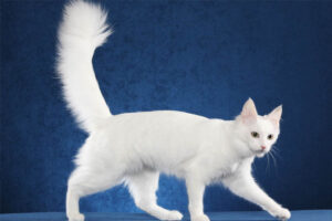 turkish-van