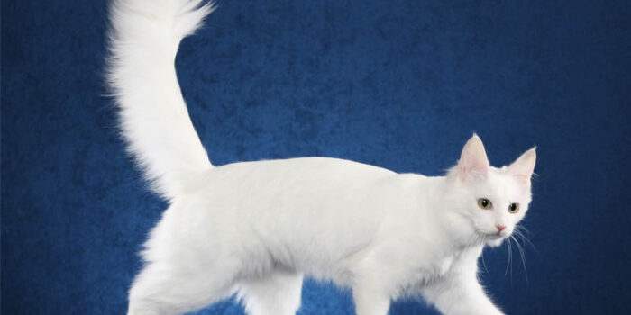 turkish-van