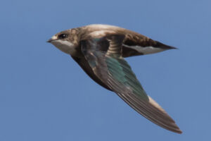 white-throated-needletail