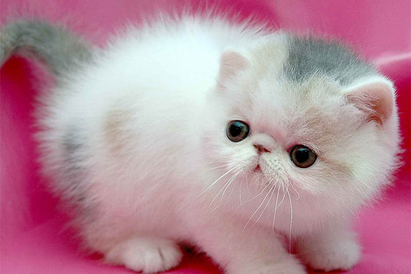 Top 10 Smallest Cat Breeds In the World Depth World