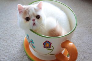 teacup-cat