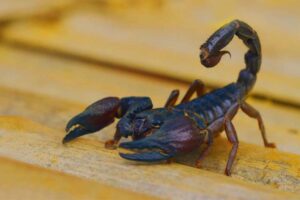 the-black-spitting-thick-tail-scorpion