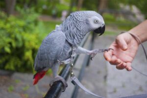 african-grey-parrot