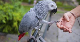 african-grey-parrot