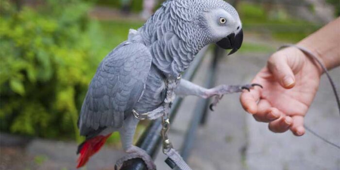 african-grey-parrot