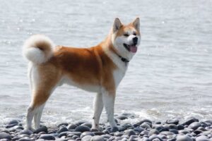 akita-dog