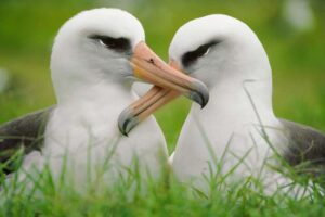 Albatrosses- Romantic Animals