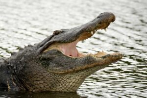 american-alligator-bite-force