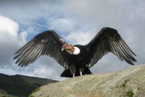 andean-condor-largest-birds