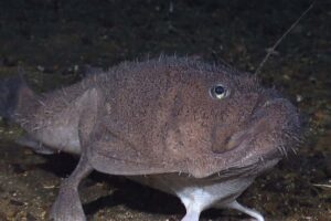 anglerfish-romantic-animals