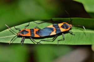 assassin-bug-weirdest-insects