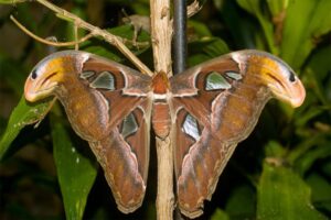 atlas-moth