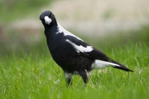 australian-magpie-dangerous-birds
