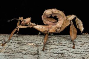 australian-walking-stick-weirdest-insects