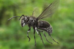 bald-faced-hornet