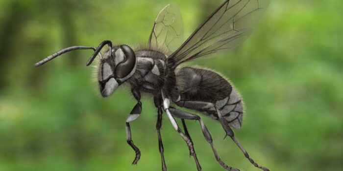 bald-faced-hornet