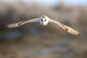 barn-owl - Nocturnal Animals