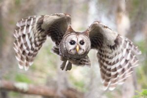 barred-owl-dangerous-birds